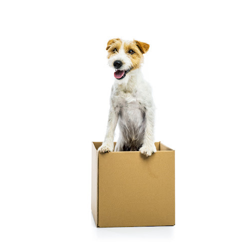 Cute dog standing in a delivery box on a white background.