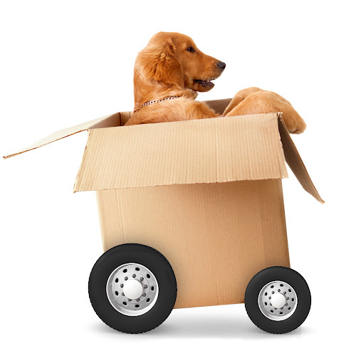 Golden retriever in a box fit with wheels on a white background